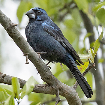 Ultramarine Grosbeak