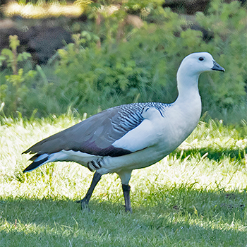 Upland Goose