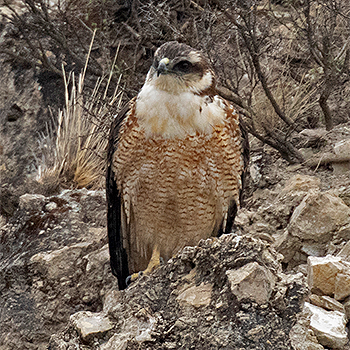 Variable Hawk