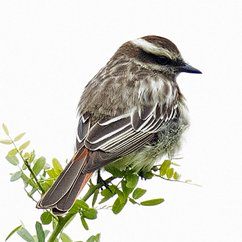 Variegated Flycatcher