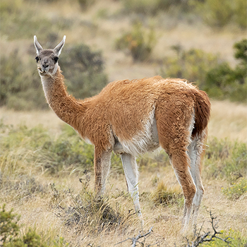 Vicuña