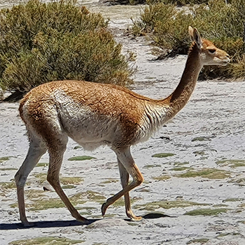 Vicuña