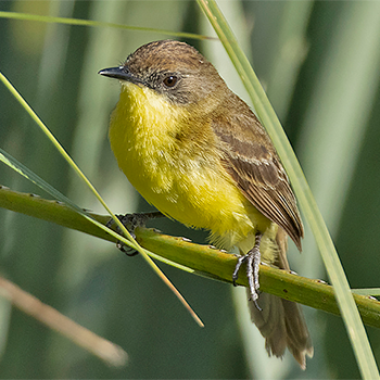 Warbling Doradito