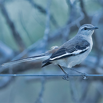 White-banded Mockingbird