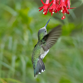 White-bellied Hummingbird