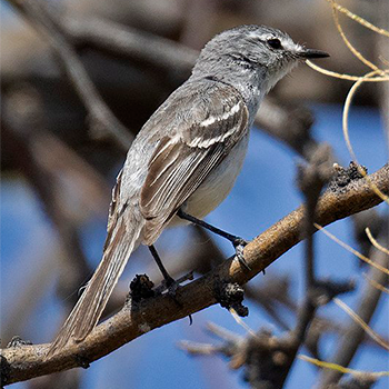 White-bellied Tyrannulet
