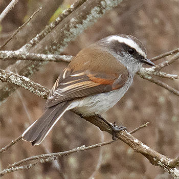 White-browed Chat-tyrant