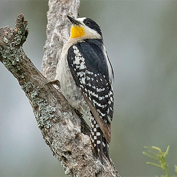 White-fronted Woodpecker