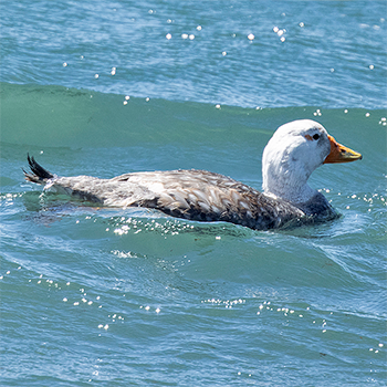 White-headed Steamer-duck