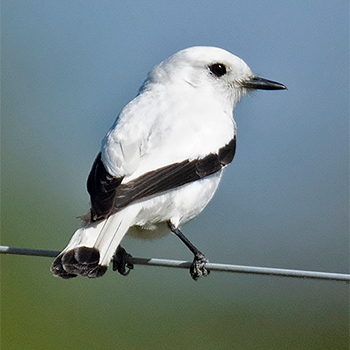 White Monjita