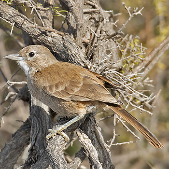 White-throated Cacholote
