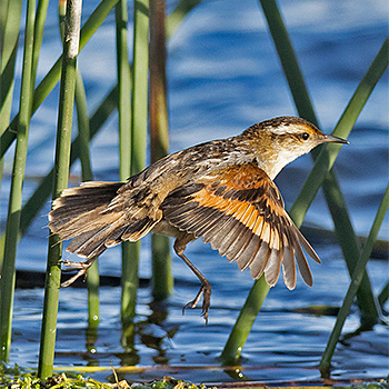 Wren-like Rushbird