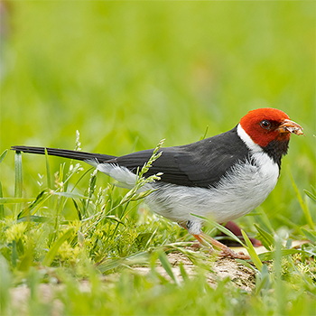 Yellow-billed Cardinal