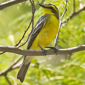 Yellow-browed Tyrant