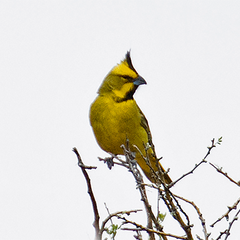Yellow Cardinal