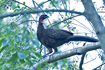 Yungas Guan