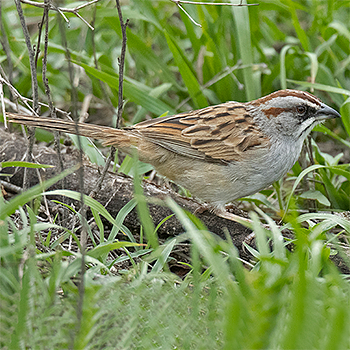 Yungas Sparrow