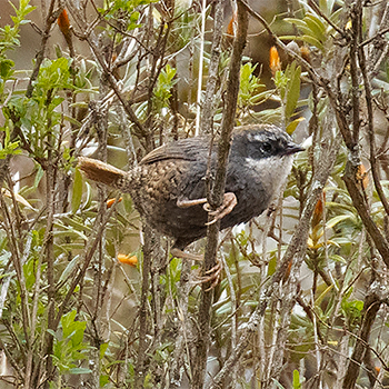 Zimmer's Tapaculo