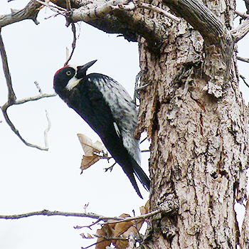 Acorn Woodpecker