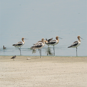 American Avocets