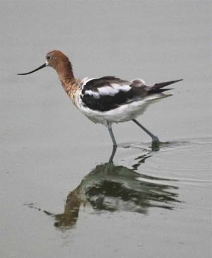 American Avocet