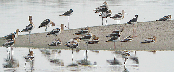 American Avocet
