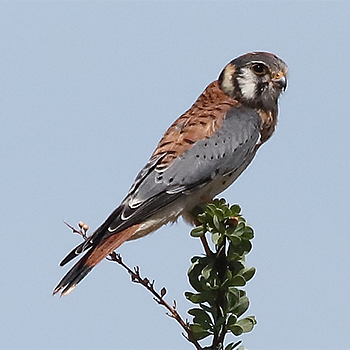 American Kestrel