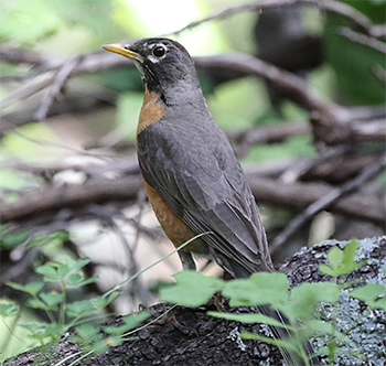American Robin