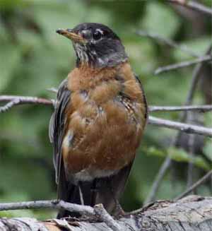 American Robin