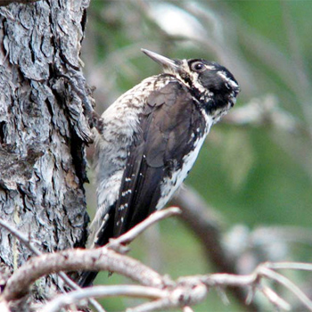 American Three-toed Woodpecker