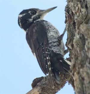 American Three-toed Woodpecker