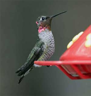 Anna's Hummingbird