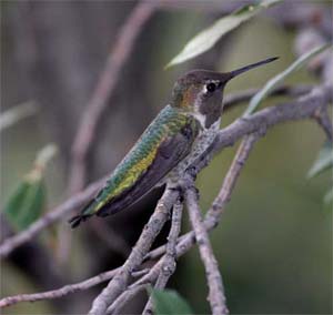 Anna's Hummingbird