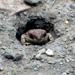 Toad sp.