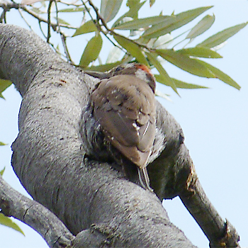 Arizona Woodpecker