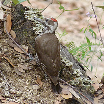 Arizona Woodpecker