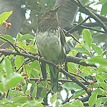 Aztec Thrush