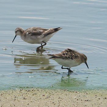 Baird's Sandpiper and Wilson's Phalarope