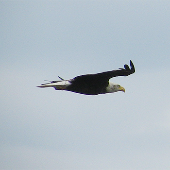 Bald Eagle
