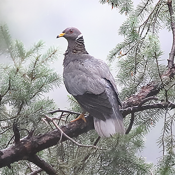 Band-tailed Pigeon