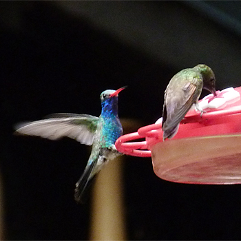 Berylline and Broad-billed Hummingbird