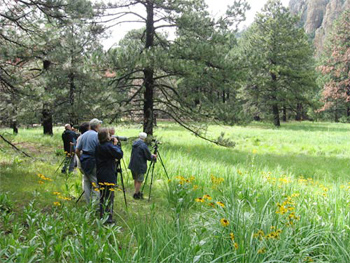 Birdfinders in the Chiricahua Mountains