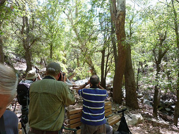 Birdfinders at Ramsey Canyon
