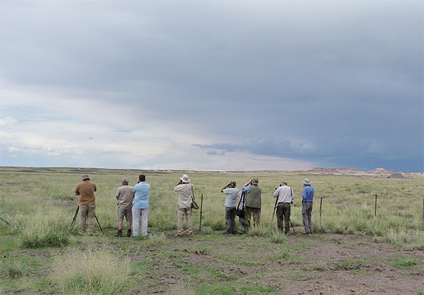Birdfinders watching Scaled Quail
