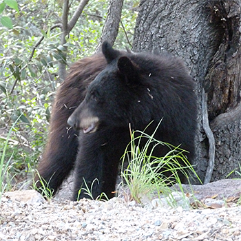 Black Bear