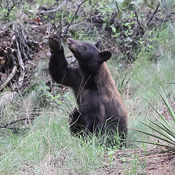 Black Bear
