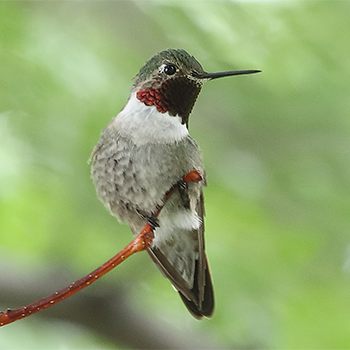 Black-chinned Hummingbird