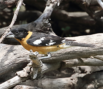 Black-headed Grosbeak