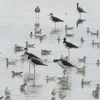 Black-necked Stilts and Wilson's Phalaropes