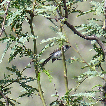 Black-tailed Gnatcatcher